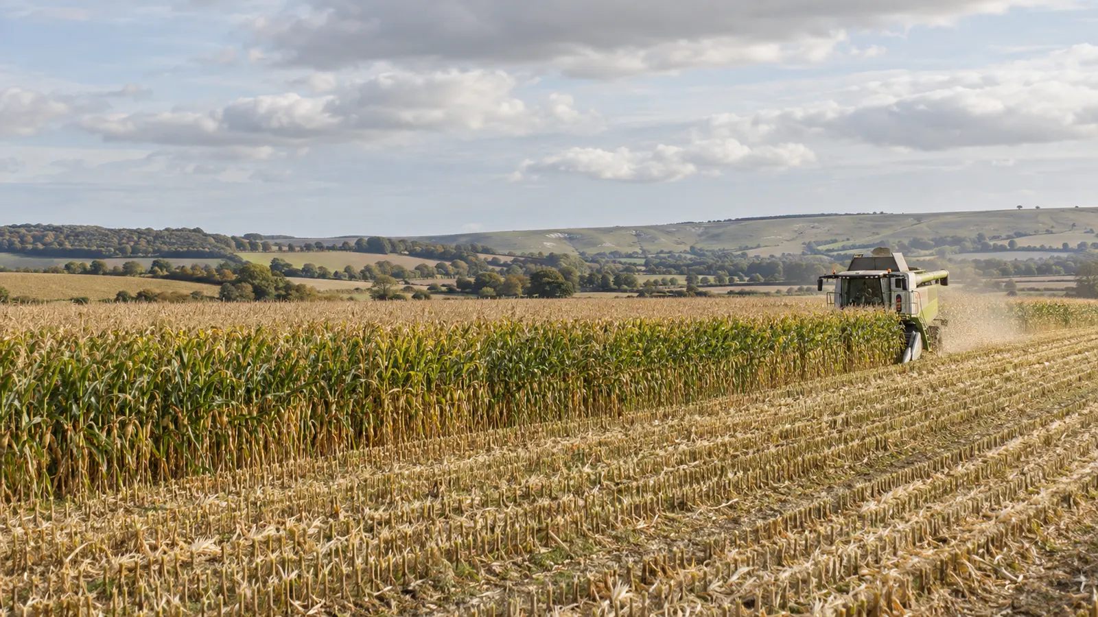 A forage harvester cutting a standing maize crop on the West Sussex coastal plain, downland behind.